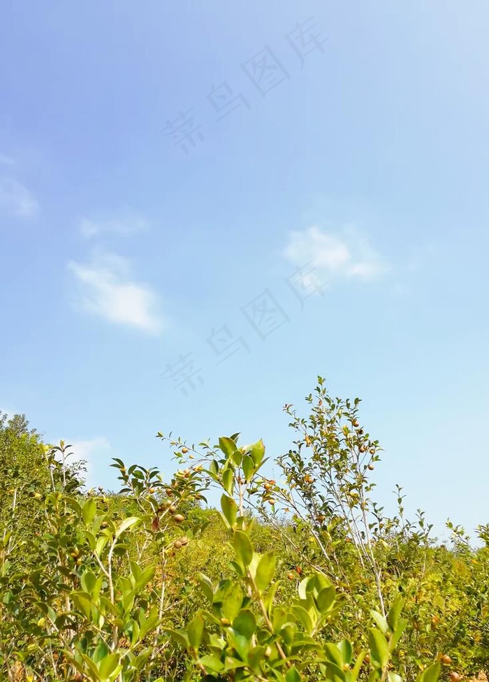 油茶图片