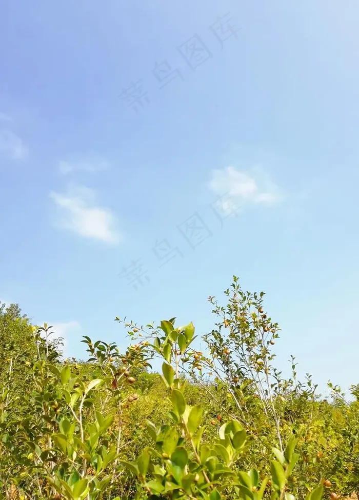 油茶图片