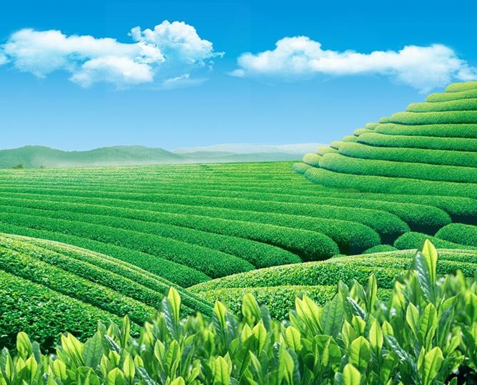 茶园风光图片