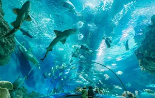 上海海洋水族馆图片