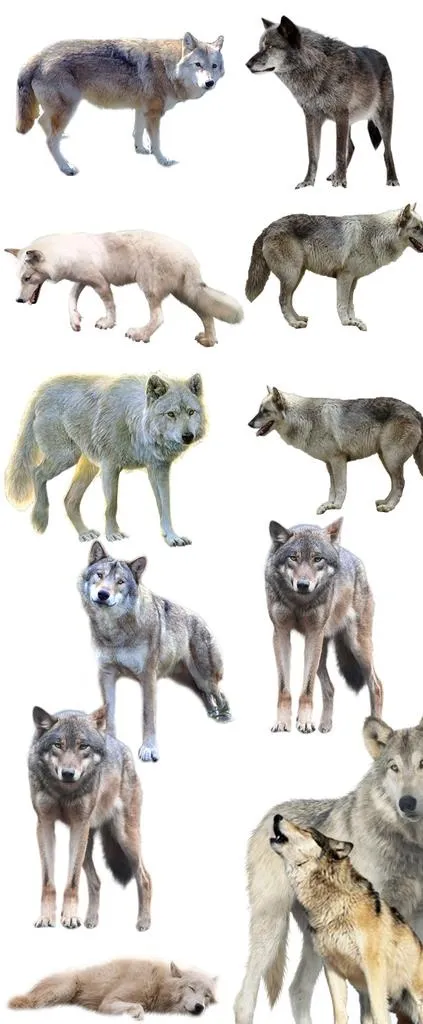 狼图片(1575x3543)psd模版下载