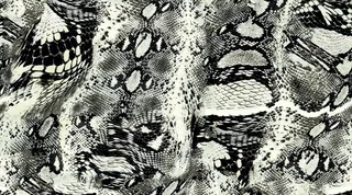 蛇纹豹纹豹点图片