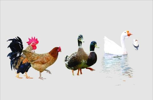 鸡鸭鹅图片