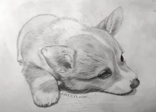 手绘小柯基图片