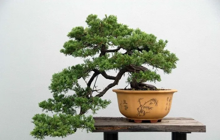 扬州盆景图片