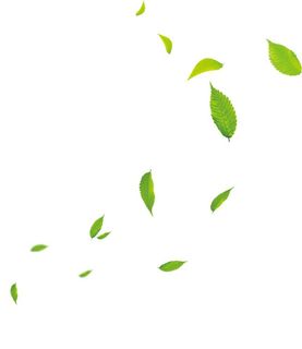 飘落的绿叶图片