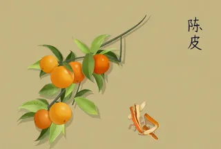 陈皮图片