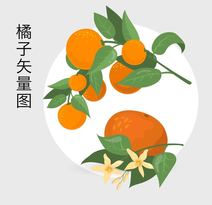 橘子 矢量手绘图图片eps,ai矢量模版下载
