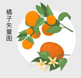 橘子 矢量手绘图图片