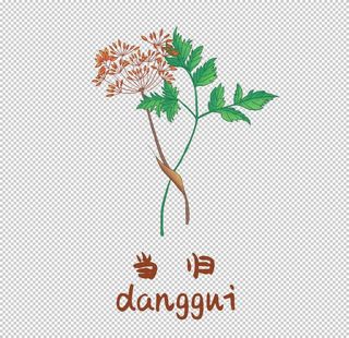 草本植物药材图片