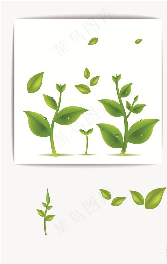 绿芽图片