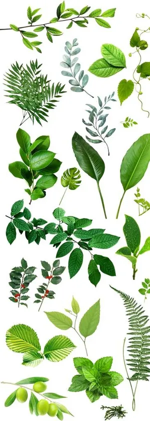 绿色叶子树叶素材图片