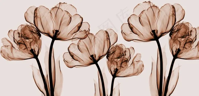 透明花朵图片(8954x4606)psd模版下载