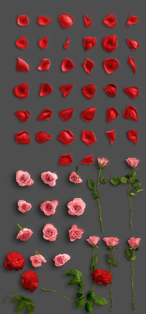 玫瑰花瓣图片(2058x4148)psd模版下载