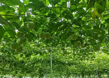 百香果图片