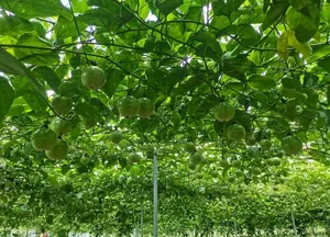 百香果图片