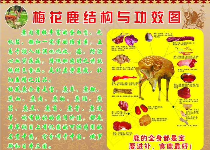 梅花鹿结构与功效图图片cdr矢量模版下载