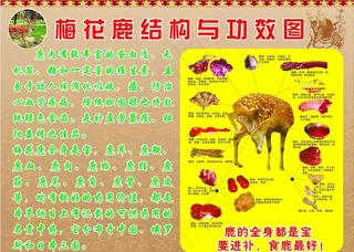 梅花鹿结构与功效图图片