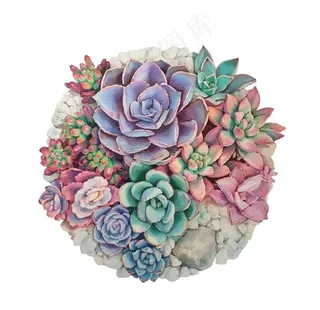 多肉植物矢量图片
