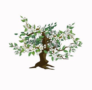 手绘梨树素材图片