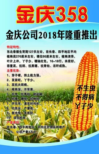 玉米大画图片