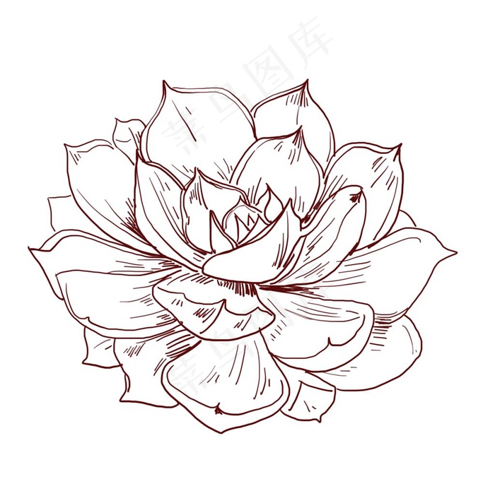 线条荷花图片