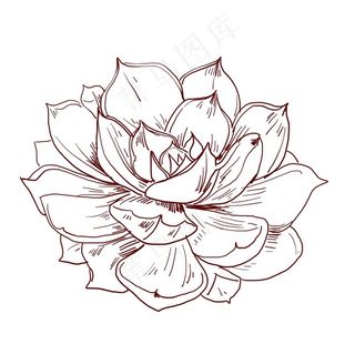 线条荷花图片
