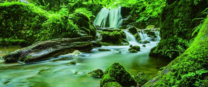 原始森林河流图片