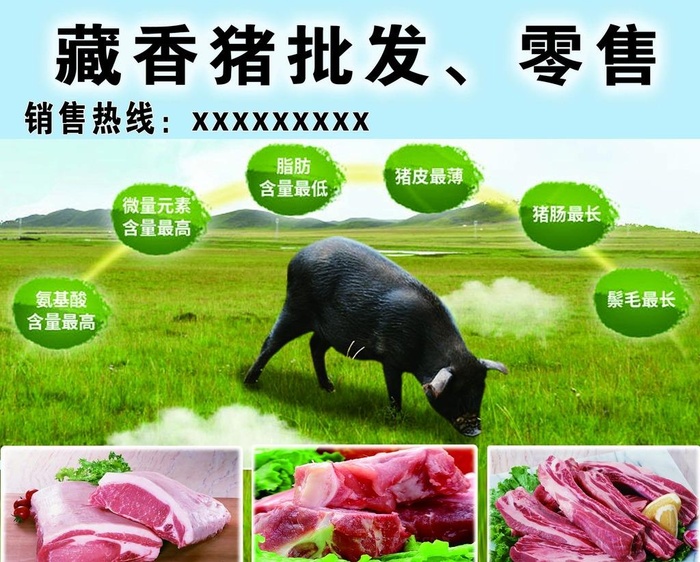 藏香猪喷布图片