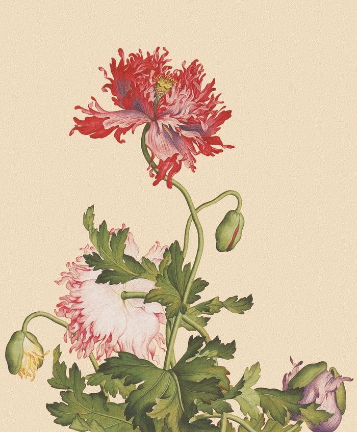 花鸟画图片(4724x5906)