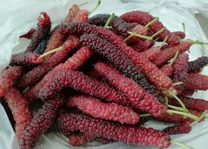 桑葚果图片