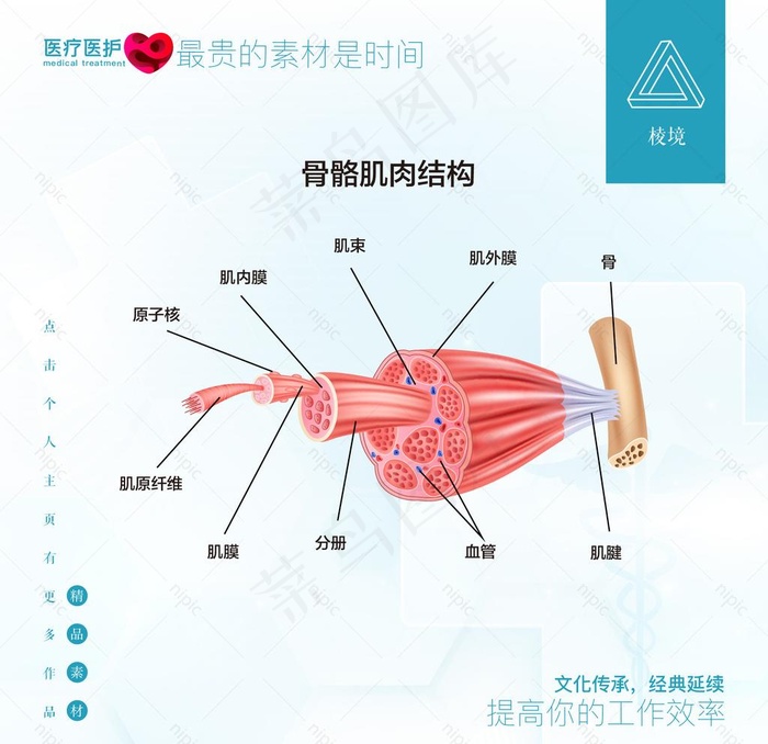 肌肉结构图片ai矢量模版下载