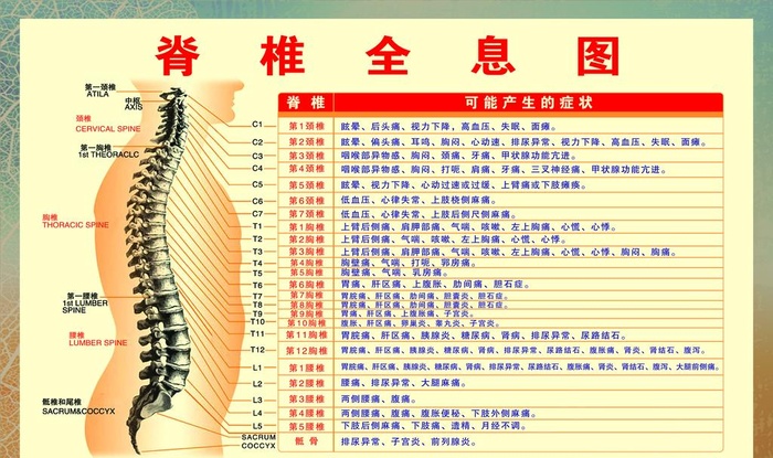 脊椎全息图图片(4291x2677)psd模版下载