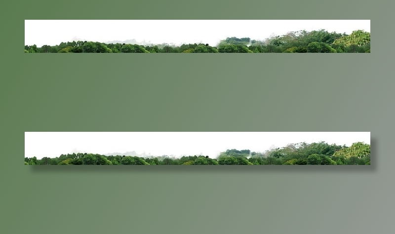 成品树林素材图片