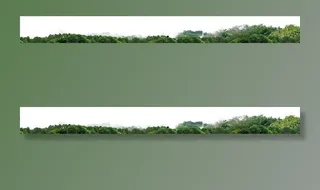 成品树林素材图片