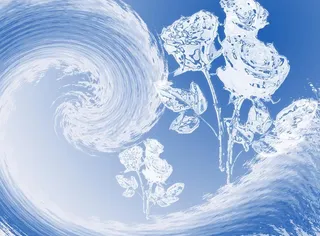 透明玫瑰花图片