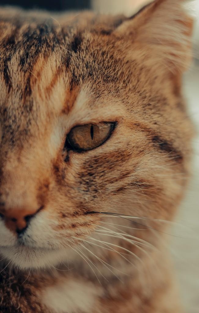 猫咪图片