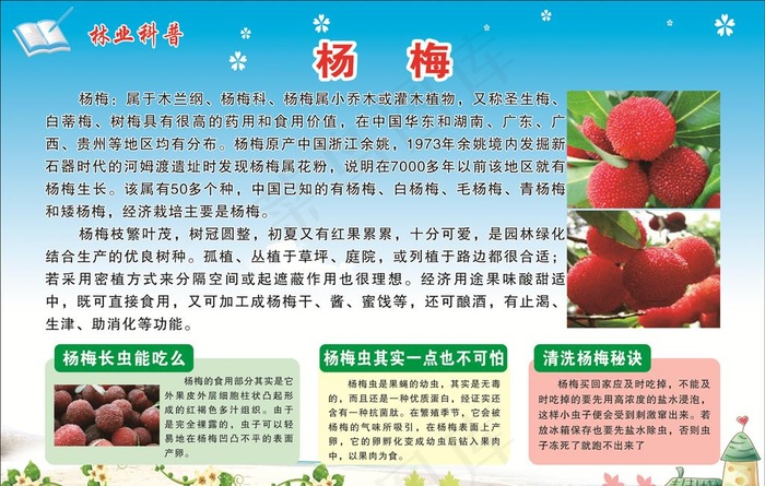 林业科普  杨梅图片cdr矢量模版下载
