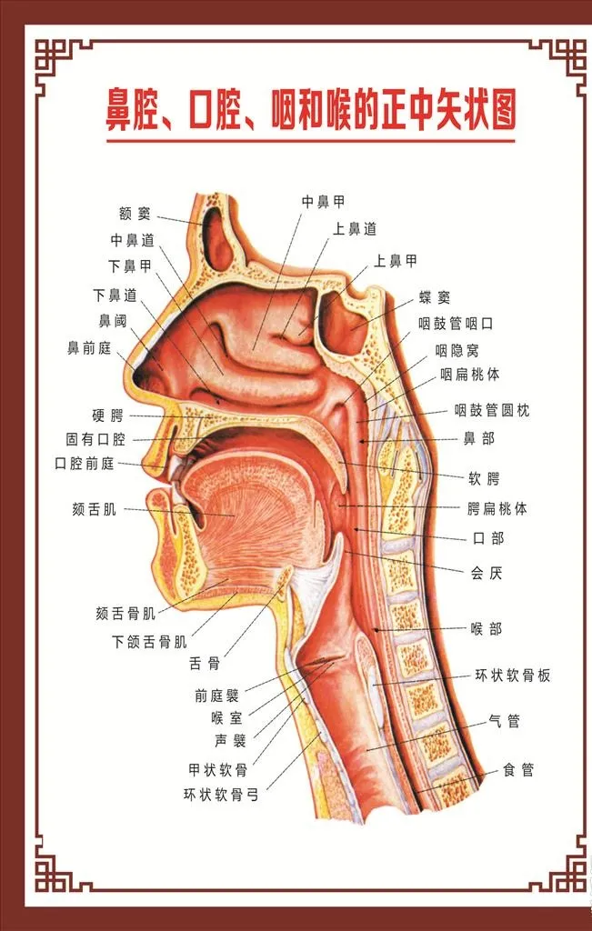 鼻腔矢状图图片cdr矢量模版下载