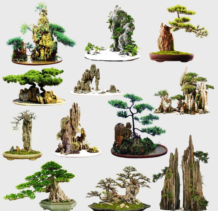 松山盆景图片