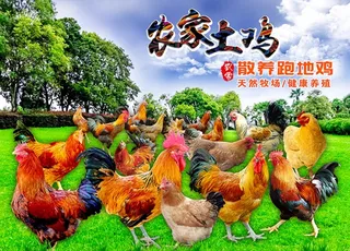 土鸡图片