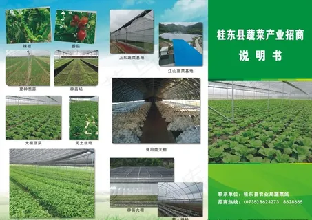 蔬菜产业招商说明书图片