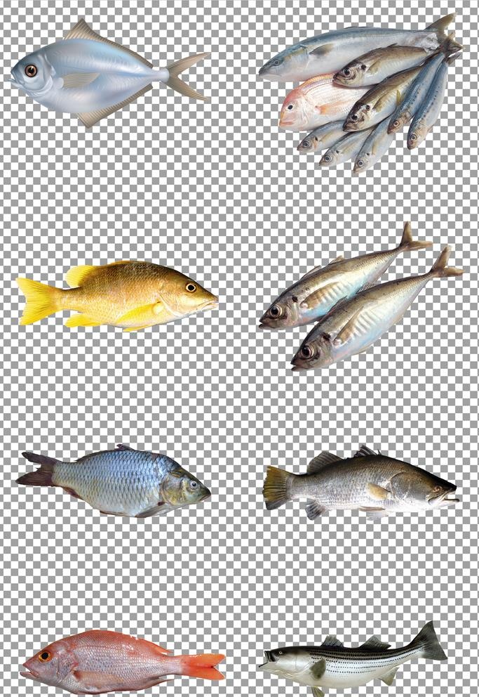 小鱼图片(5000x7500)