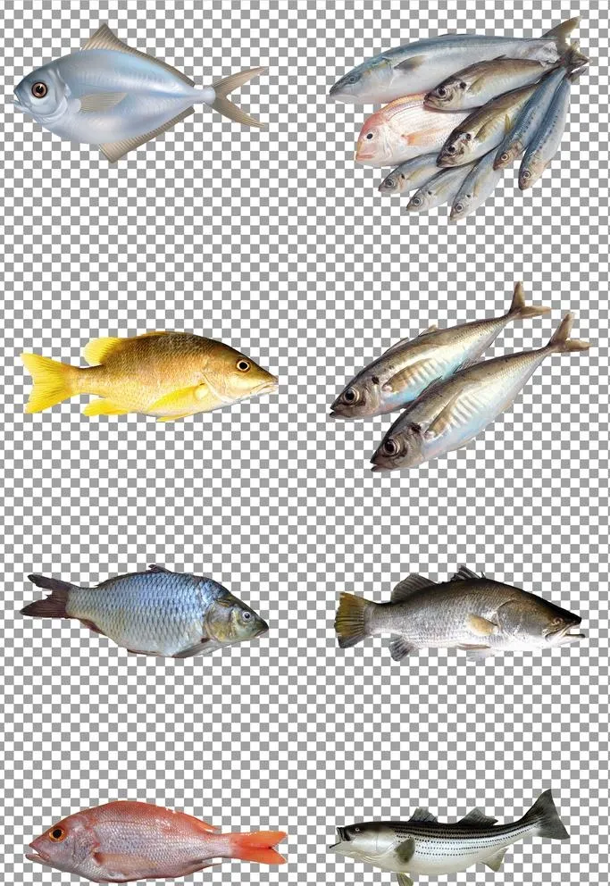 小鱼图片(5000x7500)