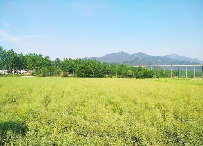 油菜图片