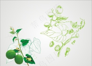 罗汉果花图片