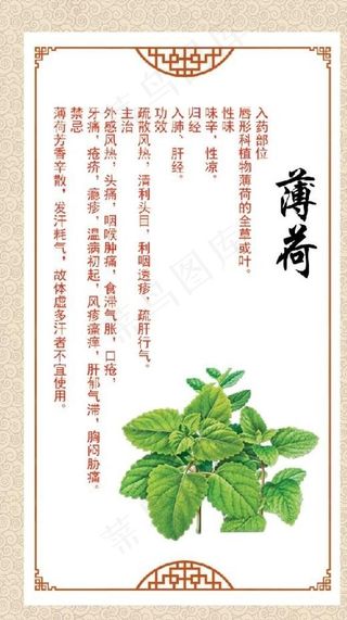 薄荷图片
