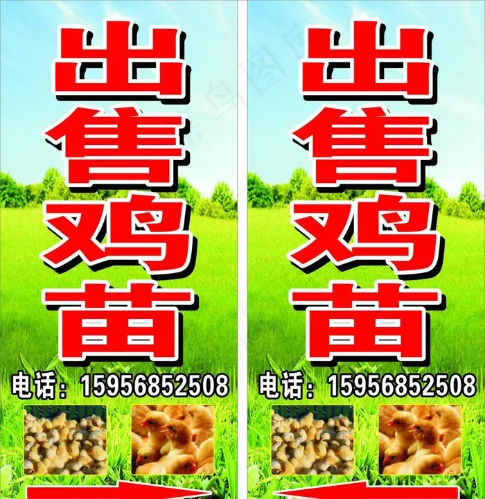 出售鸡苗图片cdr矢量模版下载