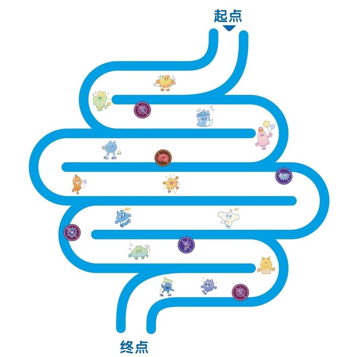 益生菌  肠道 消化图片ai矢量模版下载