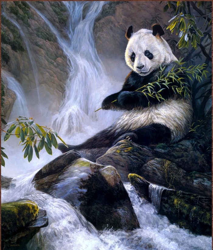 熊猫图片